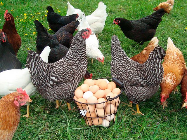 Содержание кур и уход за ними | ЗооТом - продажа, вязка и услуги для животных в Яхроме