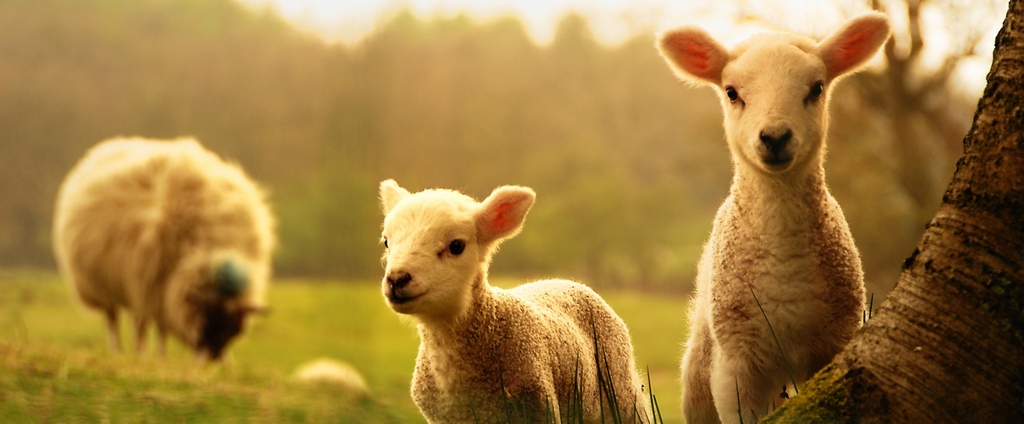 Объявления о сельскохозяйственных животных | ЗооТом - продажа, вязка и услуги для животных в Яхроме