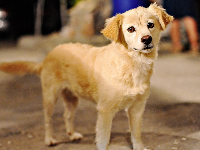 Породы собак в Яхроме | ЗооТом портал о животных