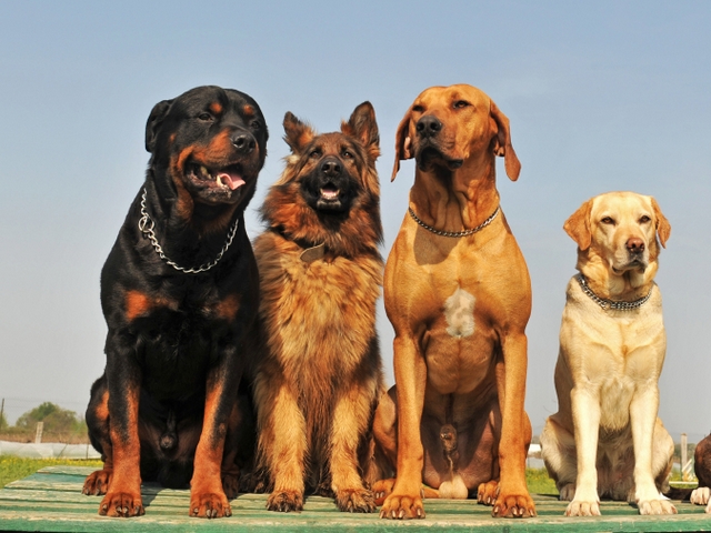 Крупные породы собак в Яхроме | ЗооТом портал о животных